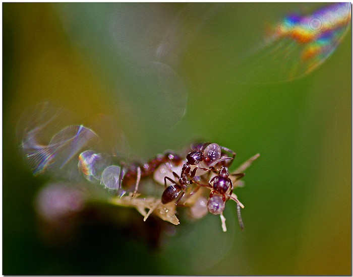 photo "Save The Eggs" tags: nature, macro and close-up, insect