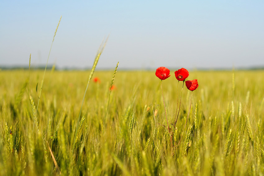 photo "***" tags: nature, flowers