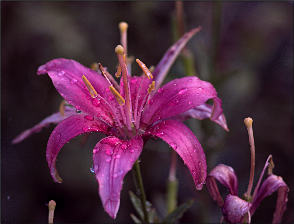 photo "***" tags: nature, macro and close-up, flowers