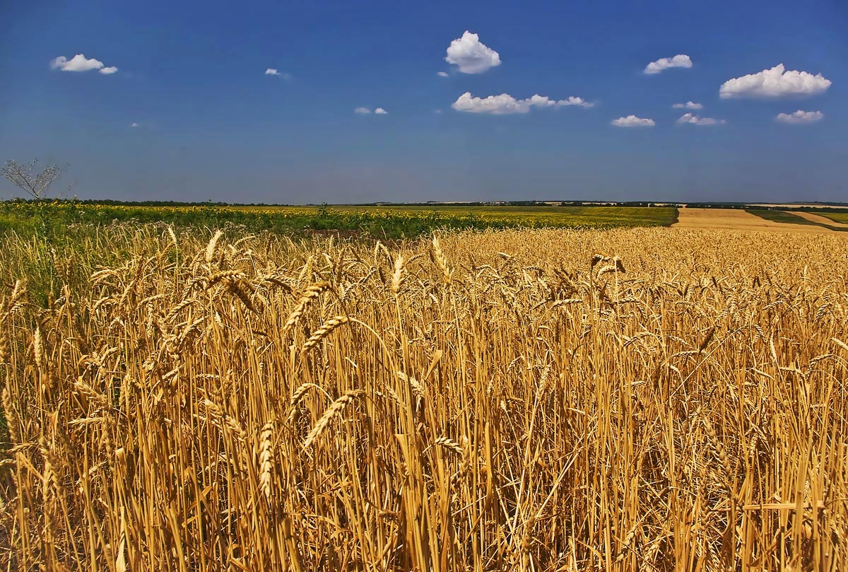 photo "***" tags: landscape, summer