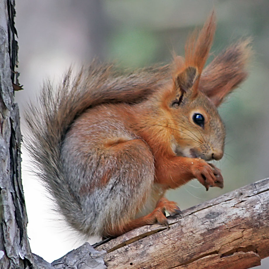 photo "Squirrel" tags: nature, macro and close-up, wild animals