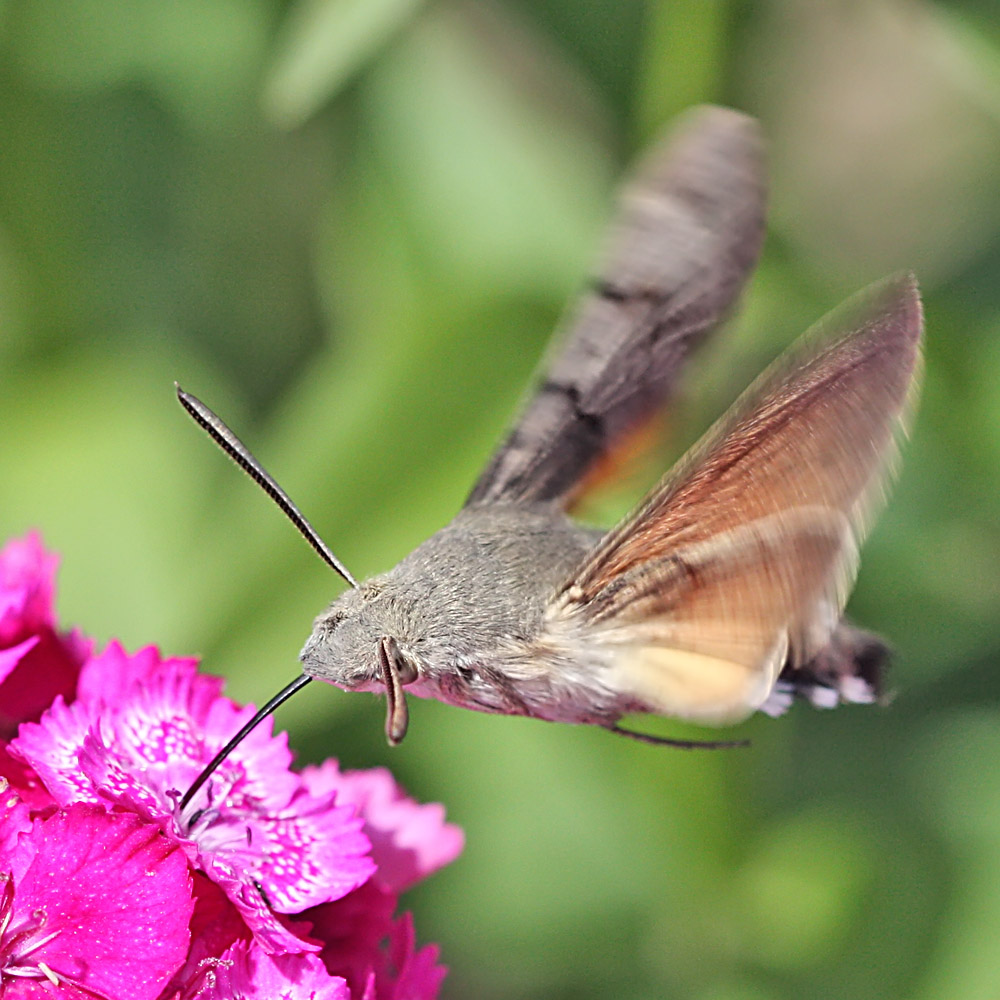 photo "Butterfly. Brazhnik" tags: nature, macro and close-up, insect