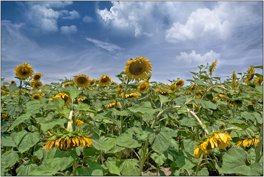 photo "***" tags: landscape, nature, flowers, summer