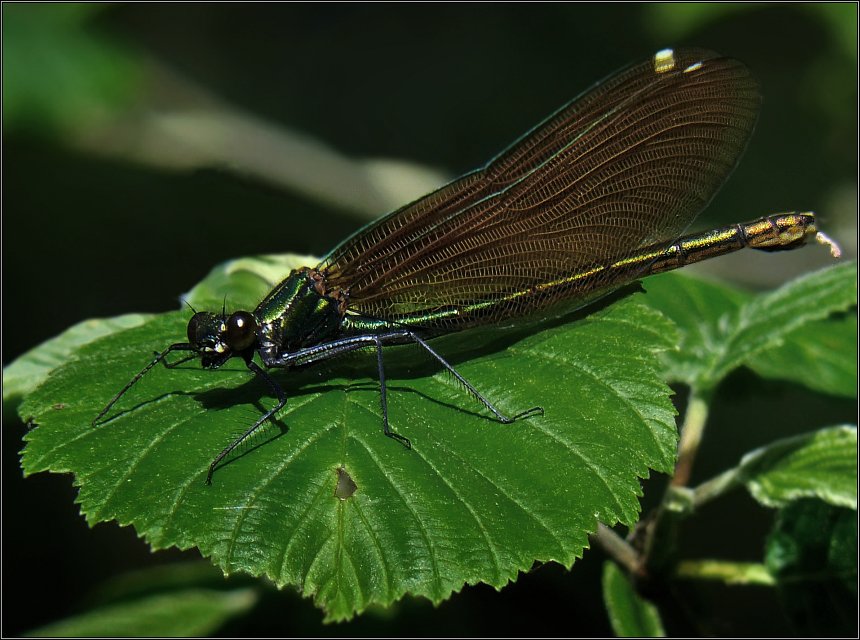 photo "Calopteryx" tags: macro and close-up, nature, insect