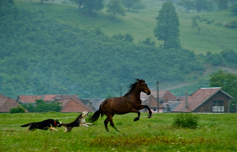 photo "***" tags: nature, pets/farm animals