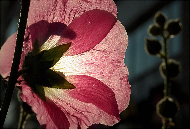 photo "***" tags: nature, flowers