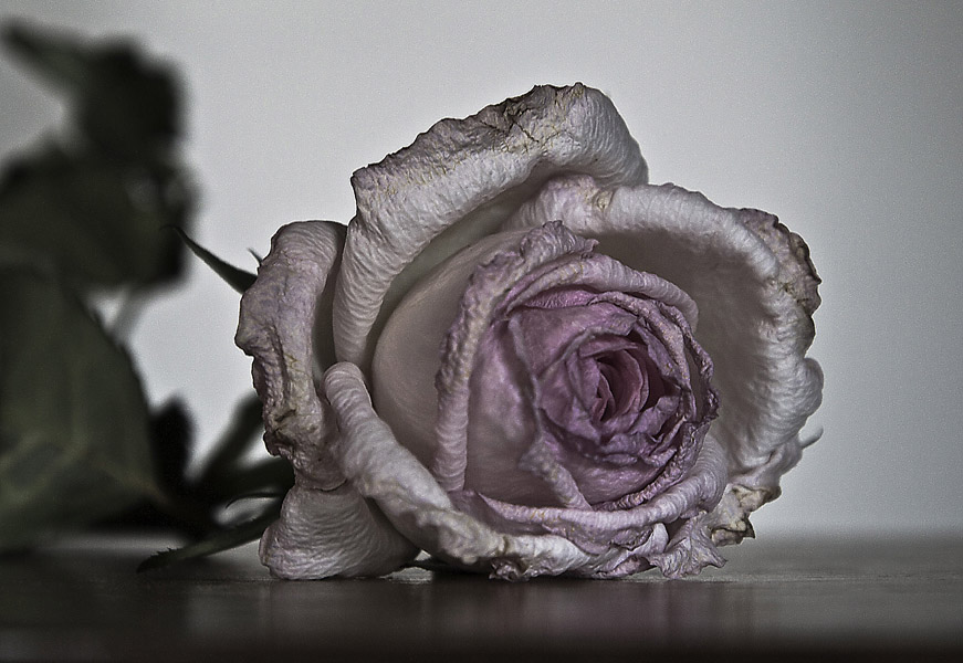 photo "***" tags: still life, nature, flowers