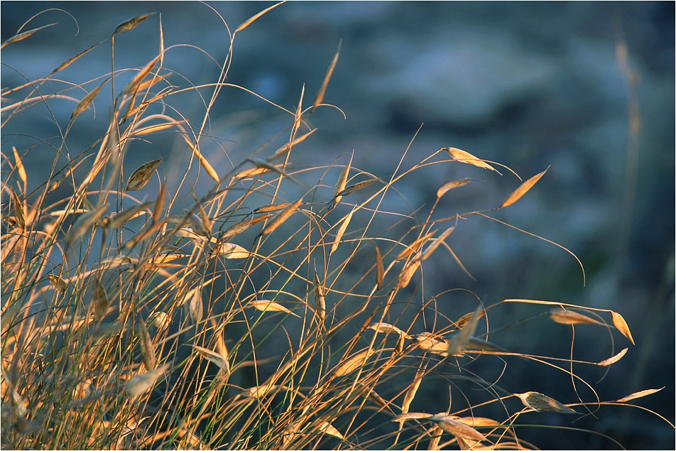 photo "Oats" tags: nature, flowers