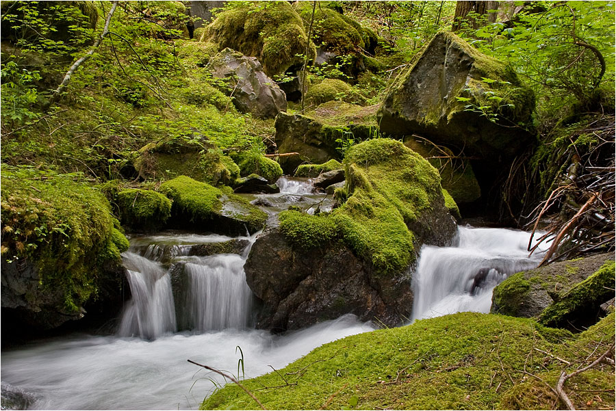 photo "XI Y" tags: landscape, forest, water