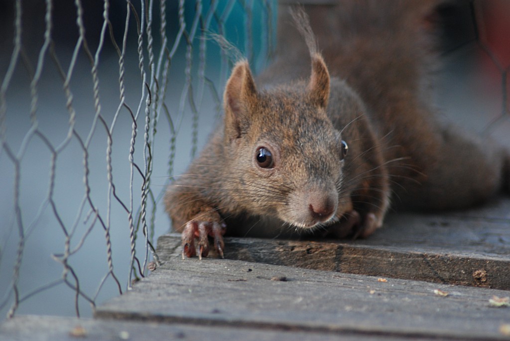 photo "Hello !" tags: nature, macro and close-up, wild animals