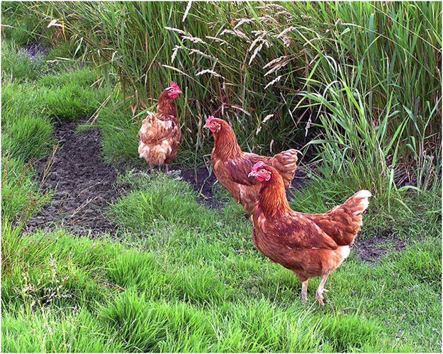 photo "Three sisters." tags: nature, pets/farm animals