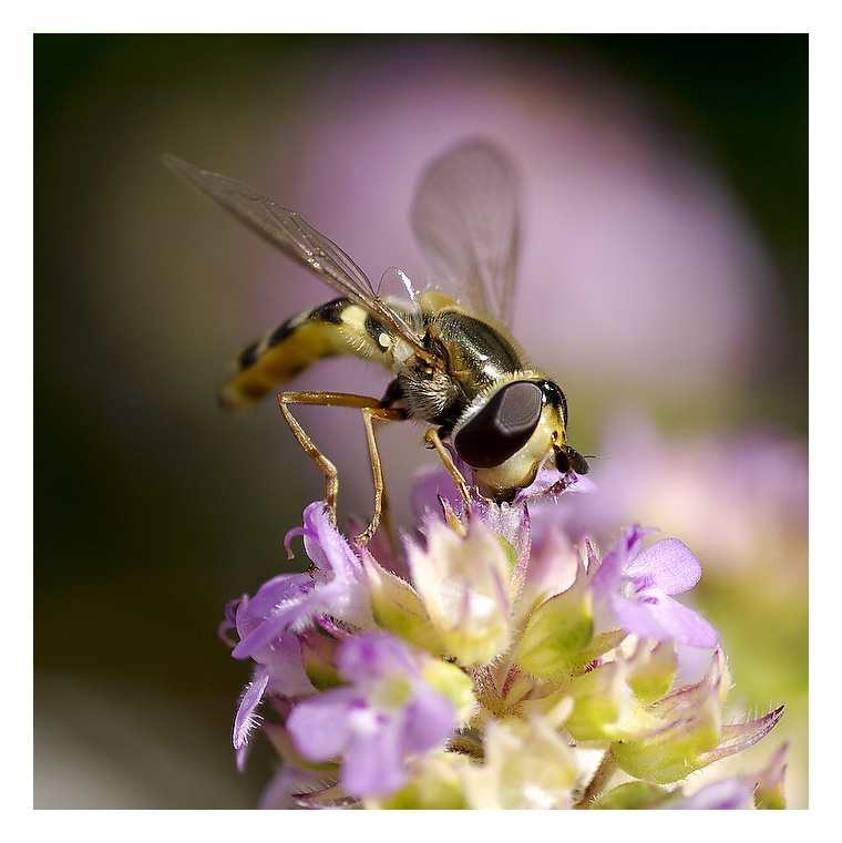 photo "***" tags: nature, insect