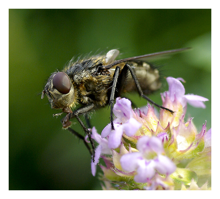 photo "***" tags: nature, insect