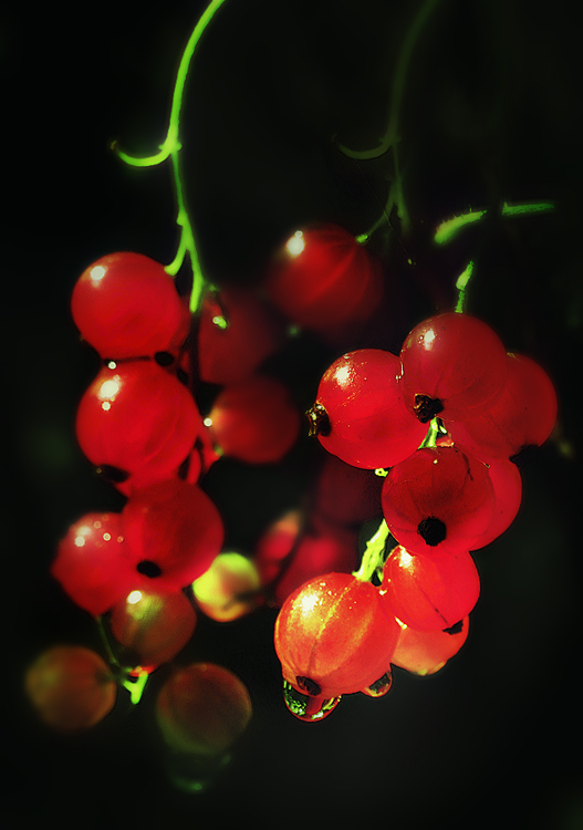 photo "***" tags: nature, macro and close-up, flowers