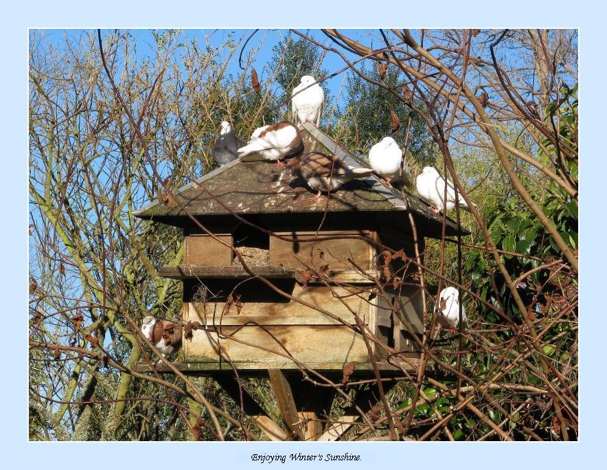 photo "Enjoying Winter's Sunshine." tags: nature, pets/farm animals