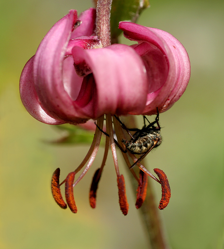 photo "Turquey lily" tags: nature, flowers