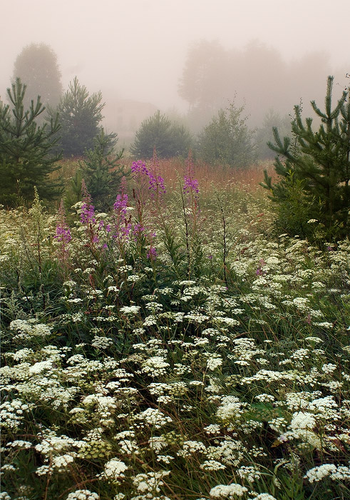 фото "Этюд с лесными цветами" метки: пейзаж, лето