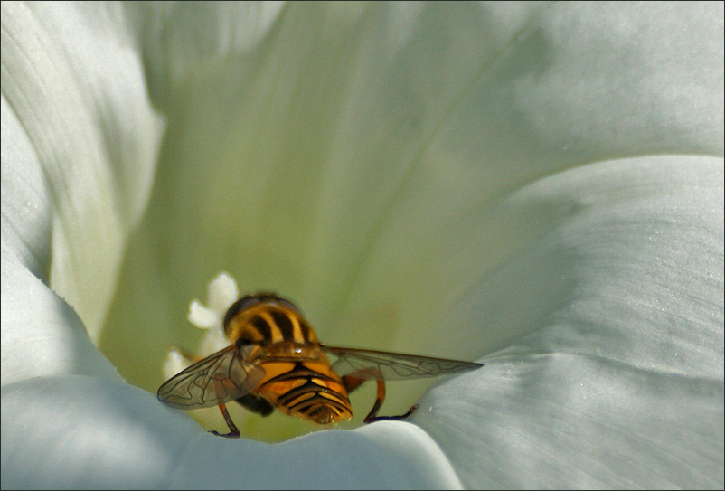 photo "Shuttle landing !" tags: nature, macro and close-up, insect