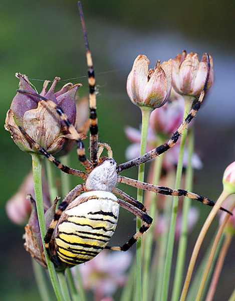 photo "макро,паук,насекомые" tags: macro and close-up, nature, insect