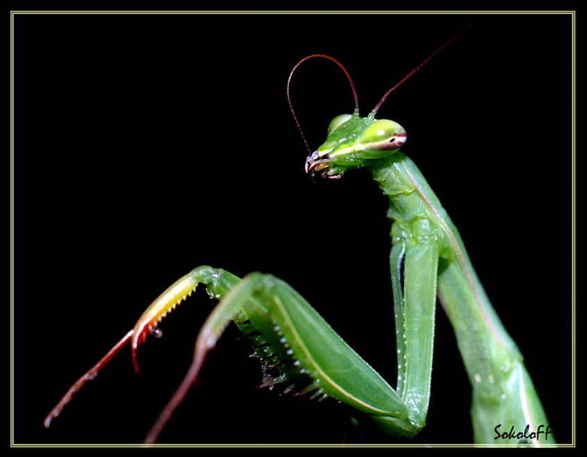 photo "богомол,макро,насекомые" tags: macro and close-up, nature, insect