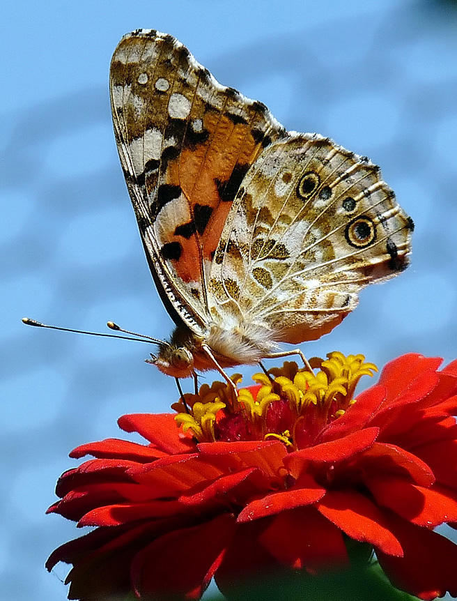 фото "Vanessa cardui" метки: природа, насекомое