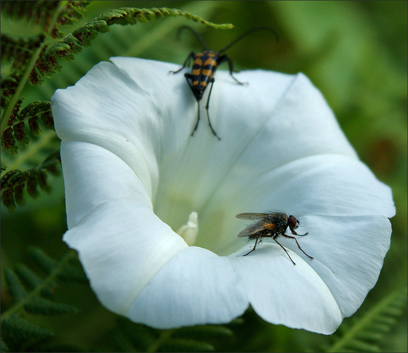 photo "Do not pair ..." tags: nature, macro and close-up, insect