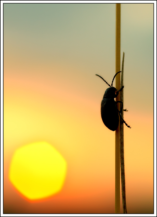 photo "***" tags: landscape, nature, sunset