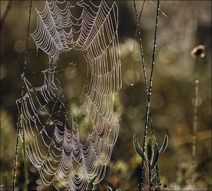 photo "morning web" tags: nature, landscape, 