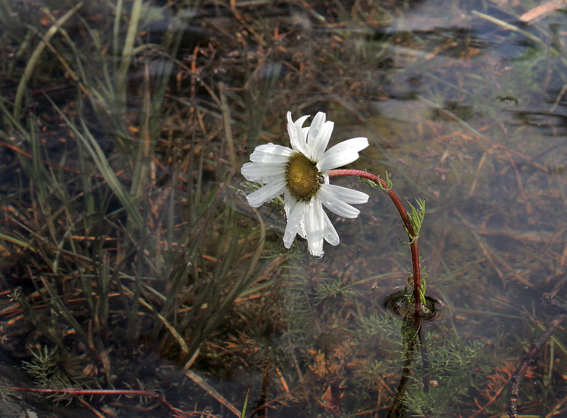 photo "After a rain." tags: landscape, nature, flowers, water