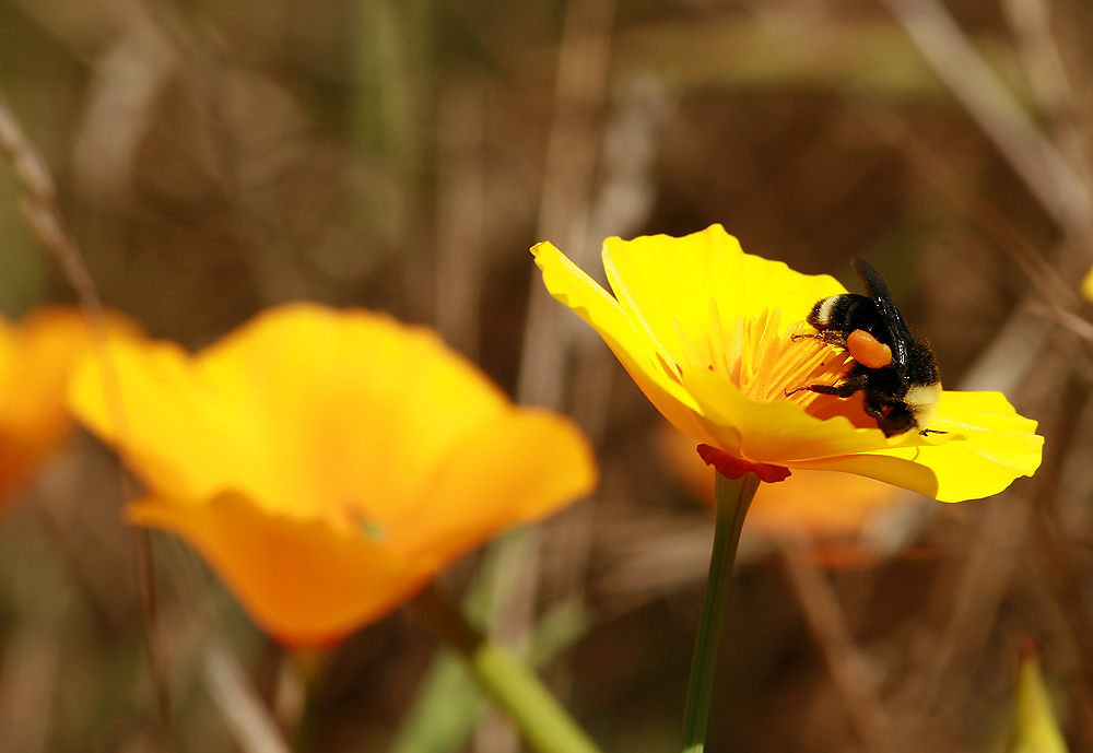 photo "***" tags: macro and close-up, 