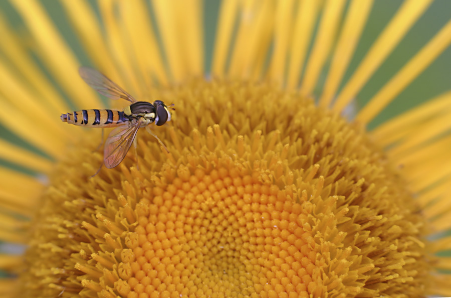 photo "***" tags: nature, macro and close-up, 