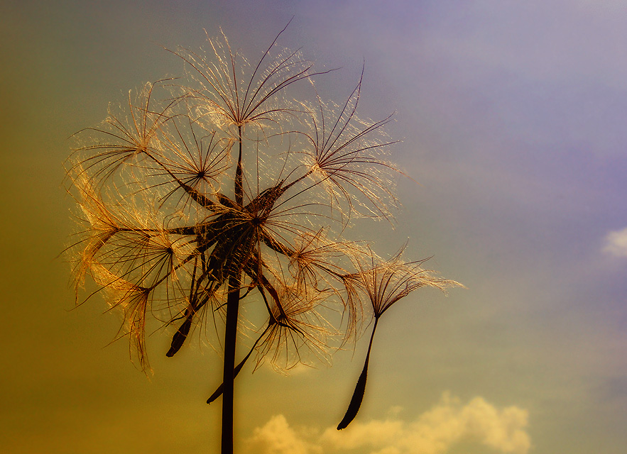 photo "Tragopogon" tags: nature, 