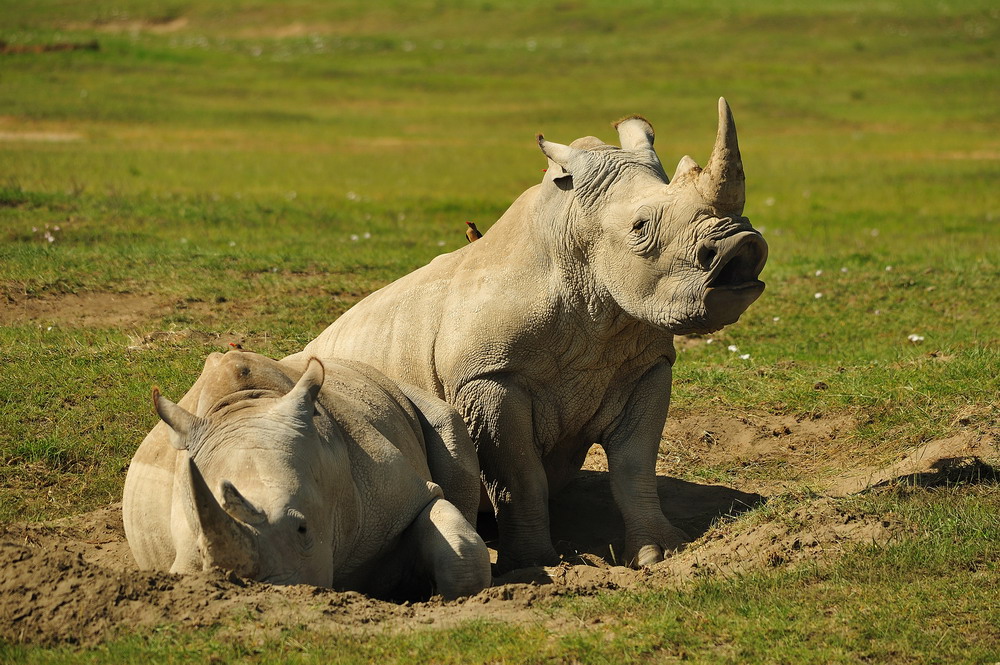 фото "Rhino`s Song" метки: природа, дикие животные