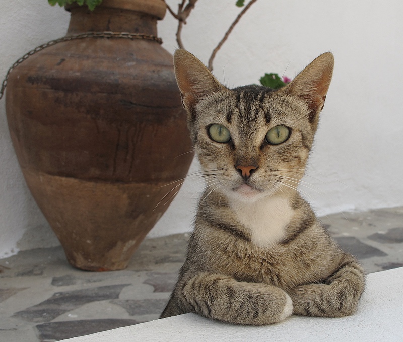 photo "Greece landlady" tags: nature, pets/farm animals