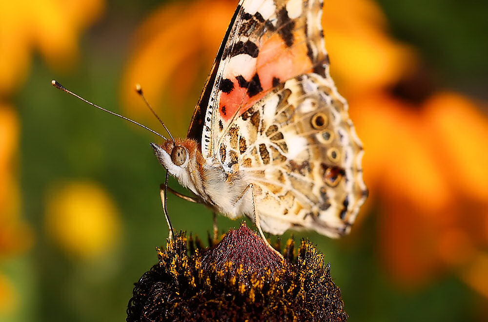 photo "***" tags: macro and close-up, 