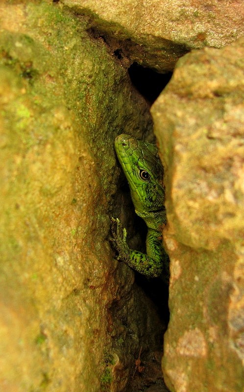 photo "***" tags: nature, macro and close-up, 