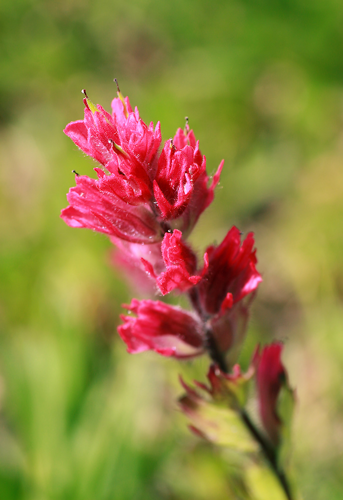 photo "***" tags: nature, macro and close-up, flowers