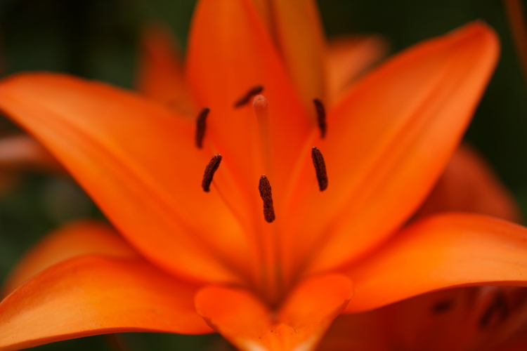 photo "***" tags: nature, macro and close-up, flowers