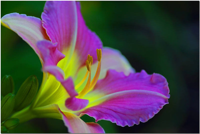 photo "Day Glo" tags: nature, macro and close-up, flowers