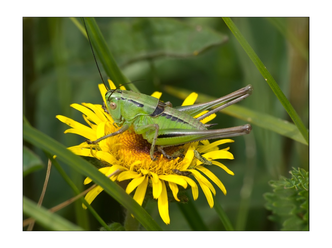 photo "***" tags: nature, macro and close-up, insect