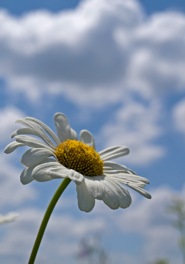 photo "***" tags: nature, flowers