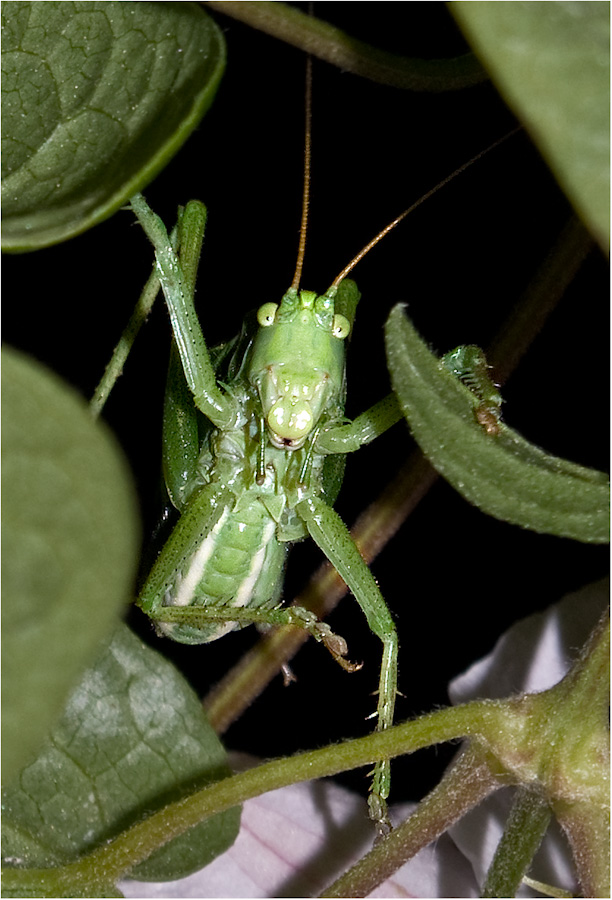 фото "Acrididae #2" метки: природа, макро и крупный план, насекомое