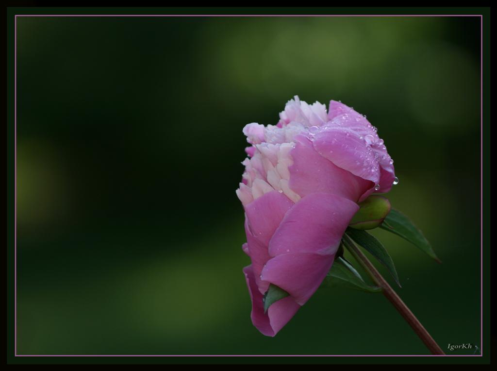 photo "***" tags: nature, flowers