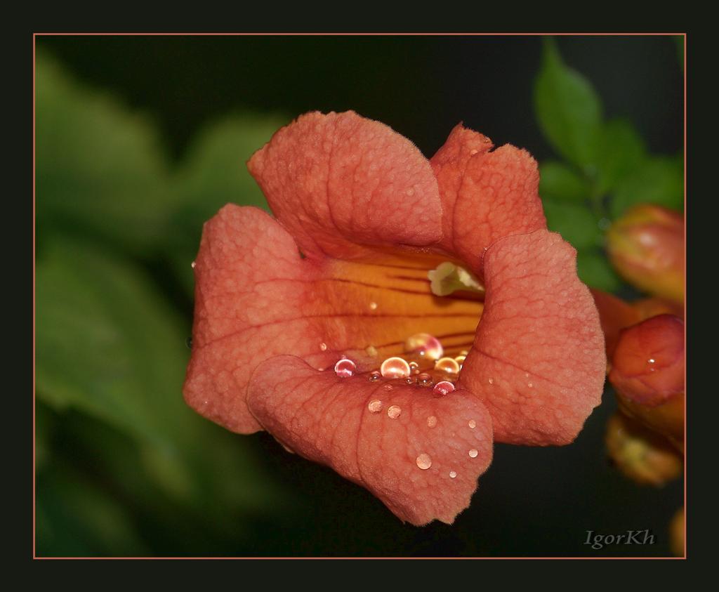 photo "***" tags: nature, flowers