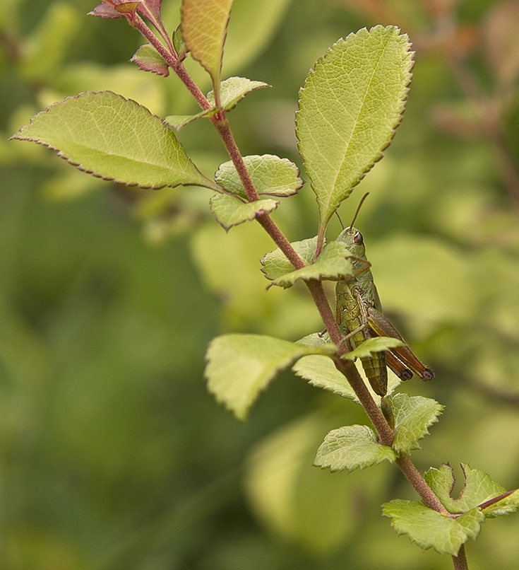 photo "***" tags: nature, insect