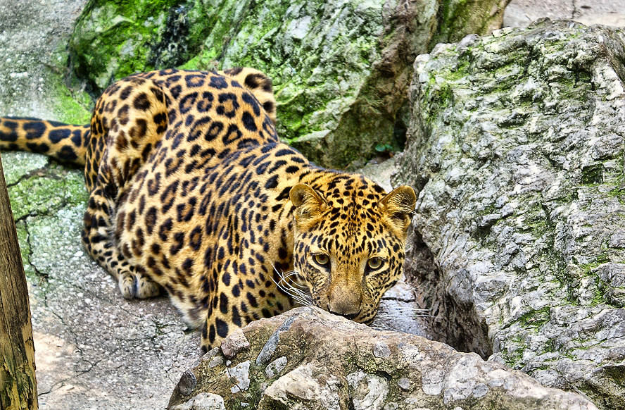 photo "Leopardess" tags: nature, travel, Europe, wild animals