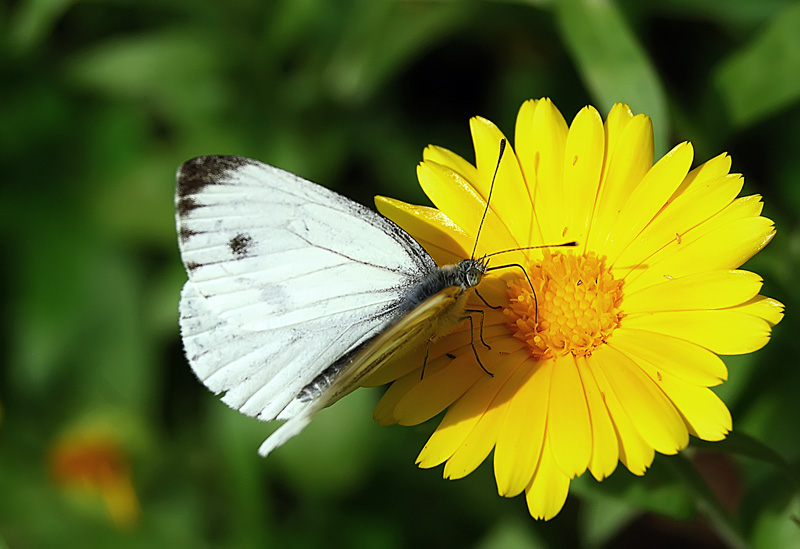 photo "***" tags: nature, macro and close-up, insect