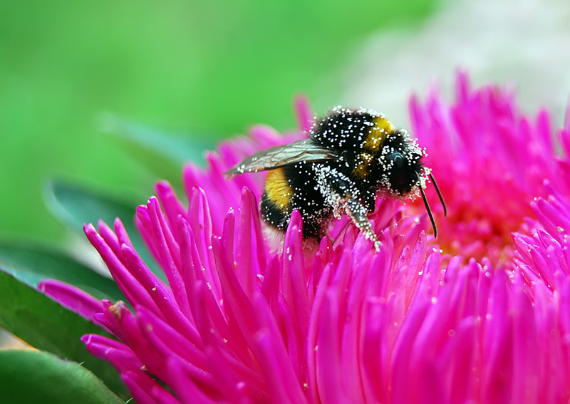 photo "***" tags: nature, macro and close-up, insect