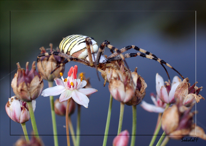 фото "Над рекой" метки: макро и крупный план, природа, насекомое