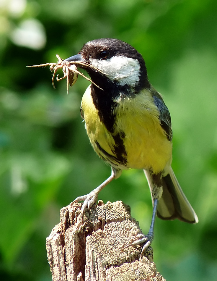 фото "PARUS MAJOR" метки: природа, дикие животные